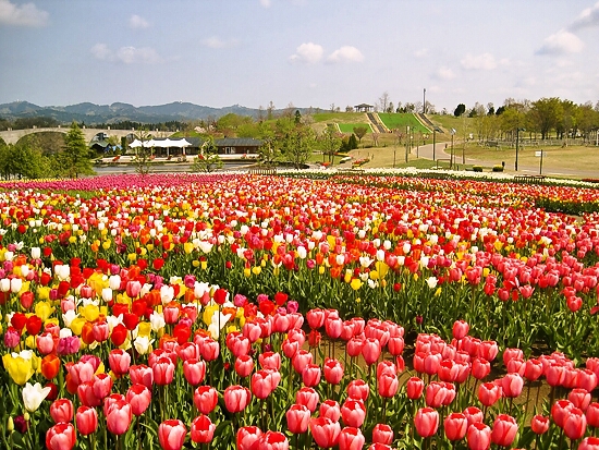 春のオススメスポット チューリップまつり 国営越後丘陵公園 新潟 長岡 見頃 アクセス おとぎの世界へ 素敵なおじさん部 楽しく歳を重ねましょう